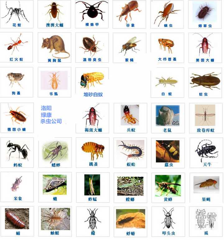 灭白蚁有毒吗_灭白蚁的最好办法_灭白蚁用什么杀虫剂