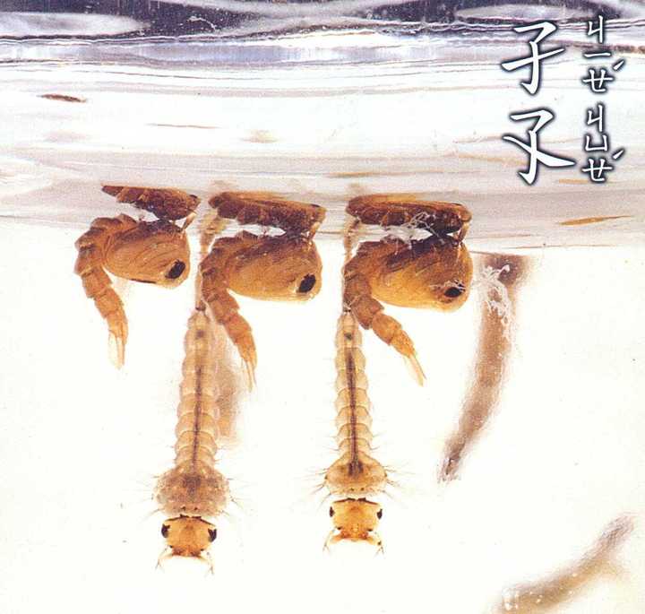 灭白蚁的最好办法_灭白蚁有毒吗_灭白蚁用什么杀虫剂
