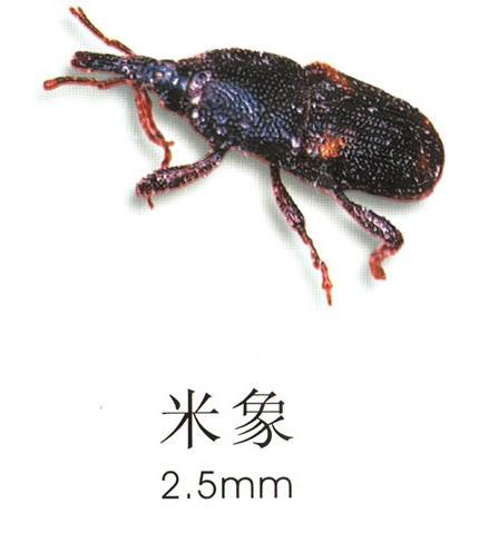 灭白蚁的最好办法_灭白蚁有毒吗_灭白蚁用什么杀虫剂