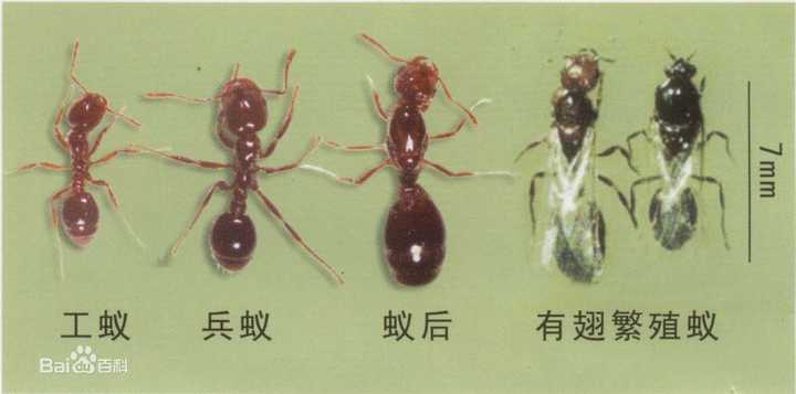 灭白蚁的最好办法_灭白蚁用什么杀虫剂_灭白蚁有毒吗