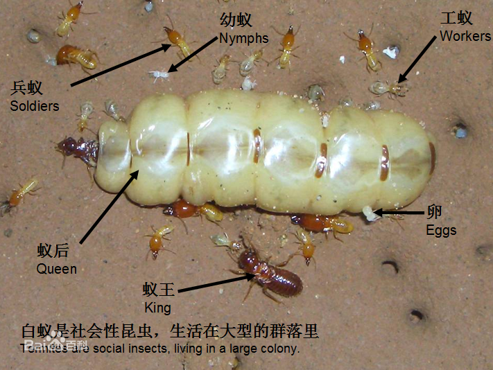 灭白蚁的最好办法_灭白蚁用什么杀虫剂_灭白蚁有毒吗