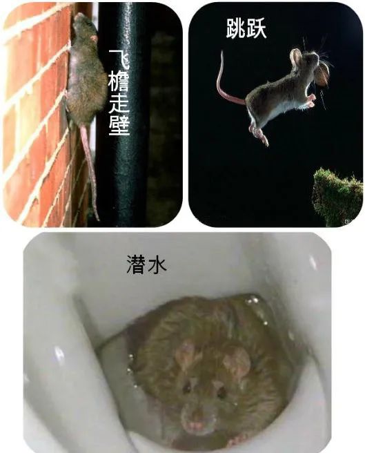 灭鼠好办法_灭鼠小技巧_灭鼠最好方法