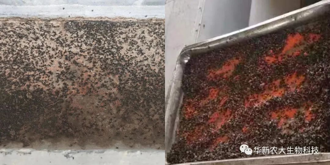 灭苍蝇药物_灭苍蝇药_灭苍蝇的药有毒吗