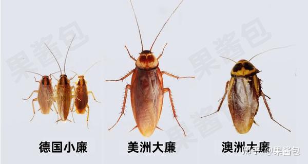 蟑蟑螂药_灭杀蟑螂药_灭蟑螂的药