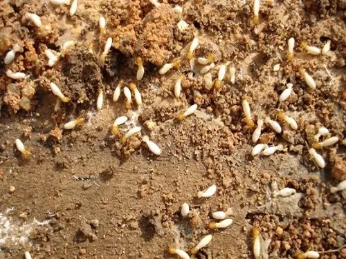 高温烘烤白蚁