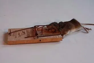 如何有效的去除家中的老鼠