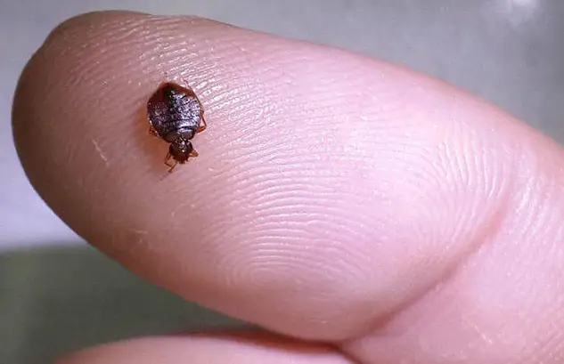 杀臭虫的药粉_灭臭虫用什么药最好_杀臭虫药排行榜