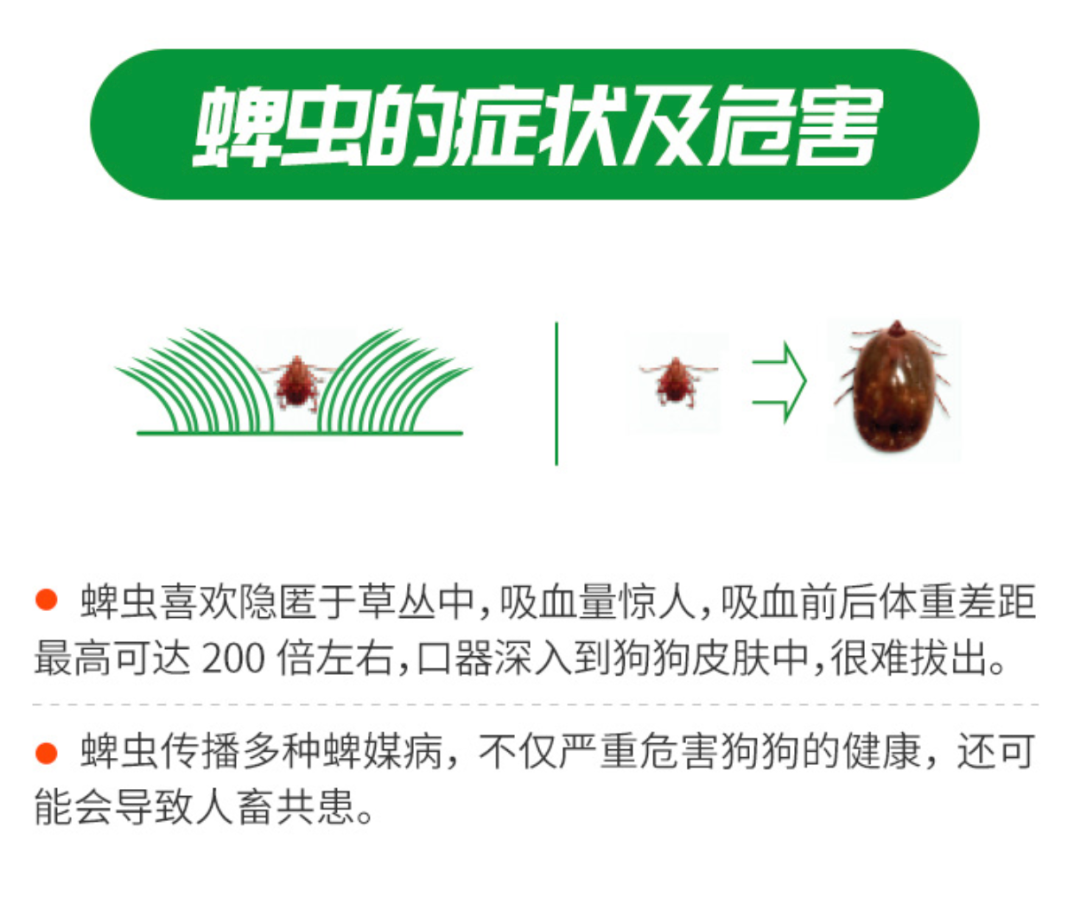 跳蚤的卵_跳蚤的卵_跳蚤的卵