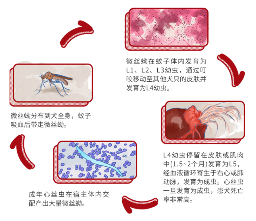 跳蚤的卵_跳蚤的卵_跳蚤的卵