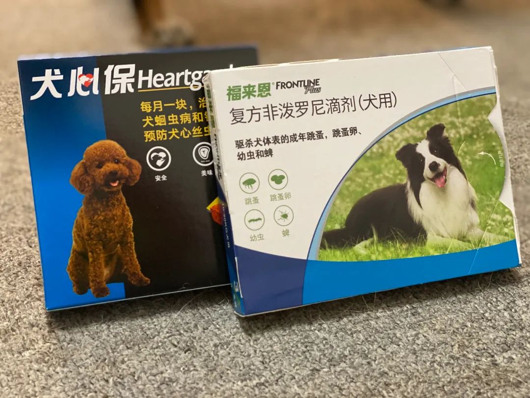 跳蚤的卵_跳蚤的卵_跳蚤的卵