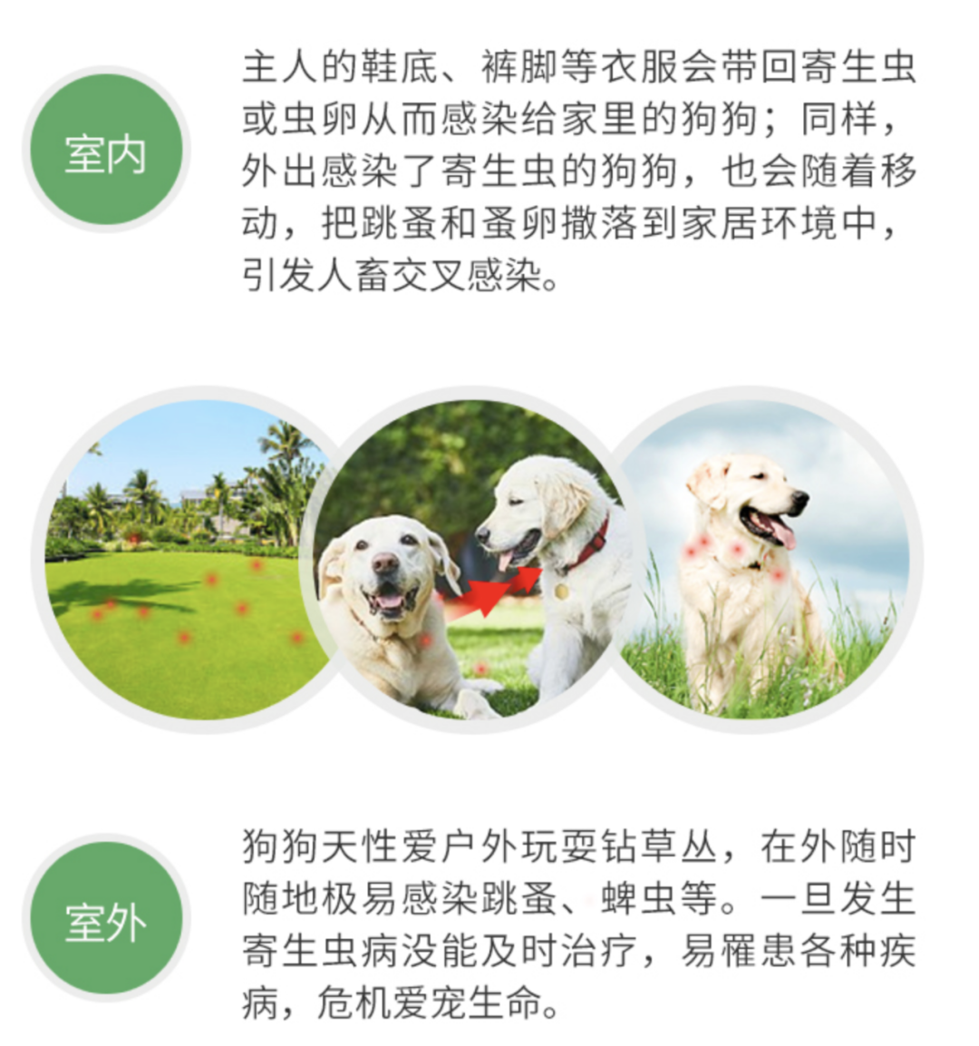 跳蚤的卵_跳蚤的卵_跳蚤的卵