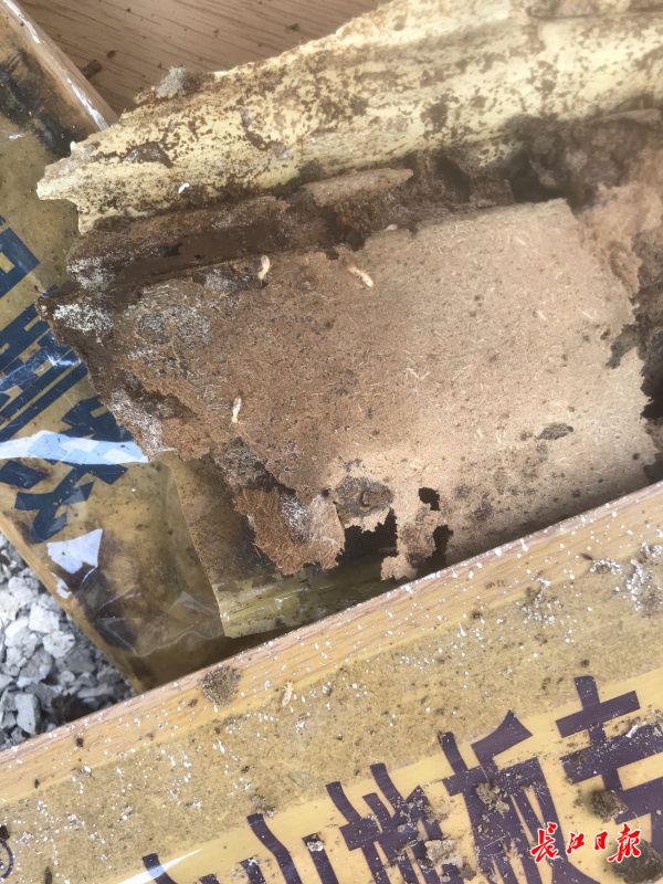 家里有白蚁怎么处理_白蚁出现在家里怎么办_白蚁家里