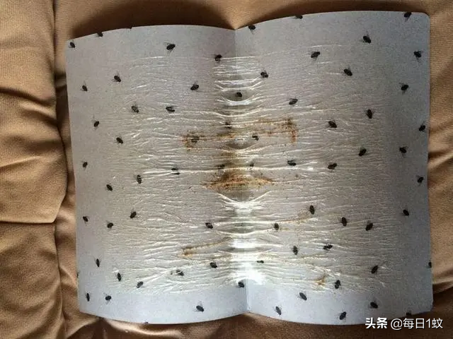 灭苍蝇最有效的方法室内_苍蝇灭室内有效方法吗_苍蝇咋灭