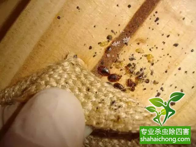深圳杀臭虫公司哪家好_深圳灭臭虫公司_深圳臭虫消杀公司