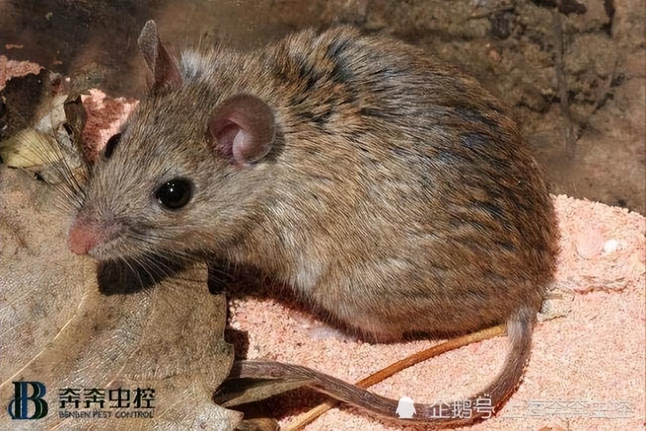 老鼠怎么灭绝妙招_老鼠怎么灭知乎_灭老鼠的方法有哪些