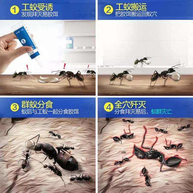 杀蟑螂的可以杀死跳蚤吗_灭跳骚蟑螂最有效的**_灭蟑螂的药能灭跳蚤吗