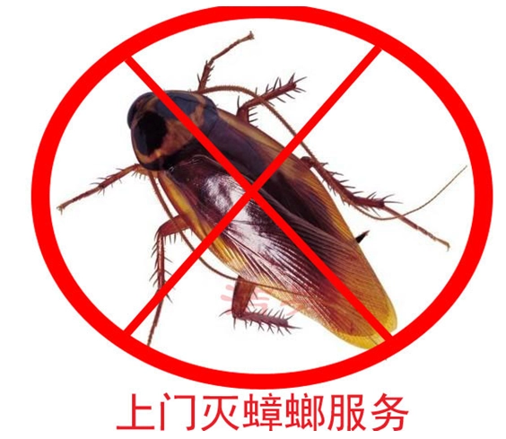 蟑螂上门灭公司可以吗_灭蟑螂上门公司_蟑螂上门灭公司有用吗