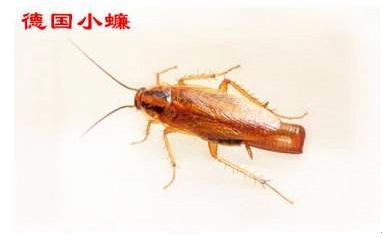 蟑螂上门灭公司可以吗_蟑螂上门灭公司有用吗_灭蟑螂上门公司