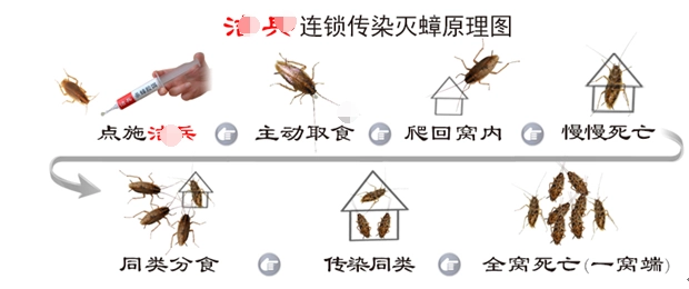 蟑螂上门灭公司有用吗_灭蟑螂上门公司_蟑螂上门灭公司可以吗