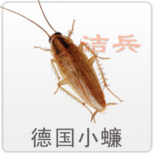 蟑螂用什么灭最好_灭蟑螂最安全有效的方法_蟑螂怎么灭法啊有特效吗