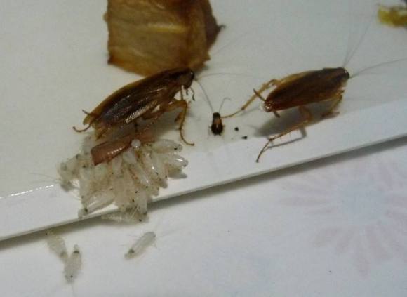 蟑螂用什么灭最好_灭蟑螂最安全有效的方法_蟑螂怎么灭法啊有特效吗
