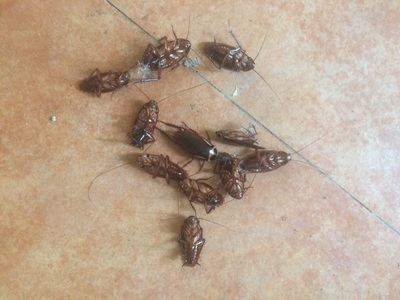 蟑螂用什么灭最好_灭蟑螂最安全有效的方法_蟑螂怎么灭法啊有特效吗