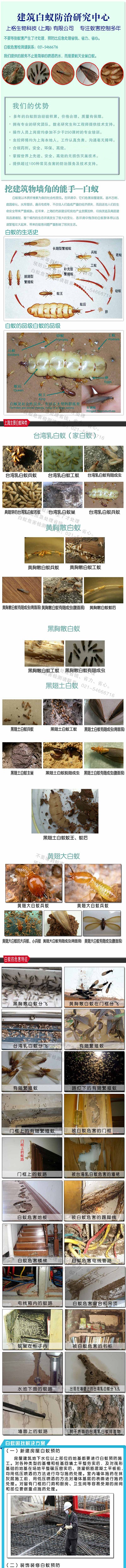 灭白蚁的特效药_灭白蚁粉对人体有害吗_白蚁怎么灭