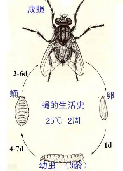 苍蝇灭杀方法_购买灭苍蝇器_怎么灭苍蝇