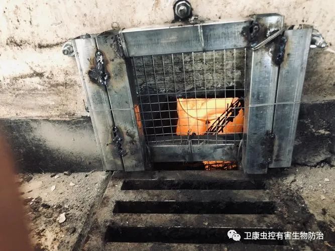灭老鼠绝招_灭老鼠窍门_灭老鼠最好的方法