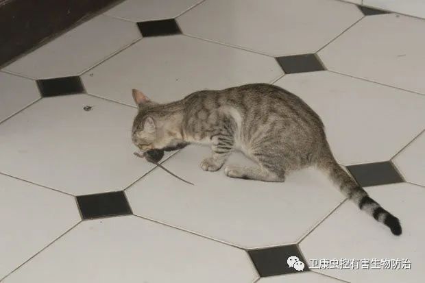 灭老鼠绝招_灭老鼠最好的方法_灭老鼠窍门