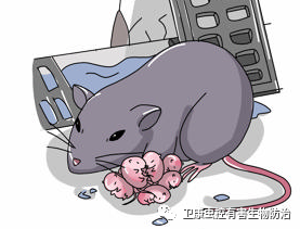灭老鼠绝招_灭老鼠窍门_灭老鼠最好的方法