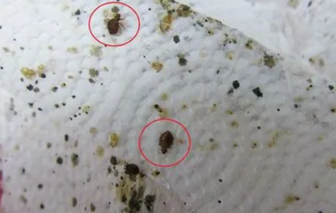 怎样灭臭虫有效又安全_灭臭虫的最好方法_灭臭虫用什么药最好