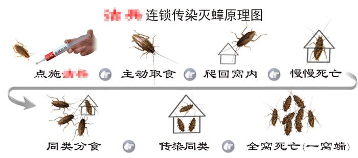 安全有效的灭蟑螂方法