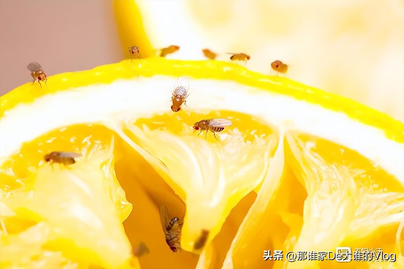 把苍蝇消灭虫子_有什么好灭苍蝇_苍蝇灭不完怎么办
