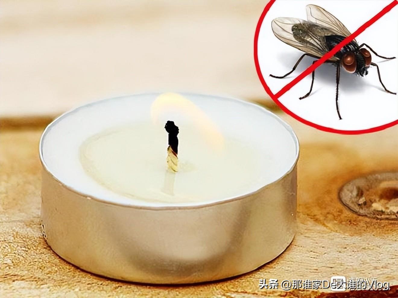 苍蝇灭不完怎么办_有什么好灭苍蝇_把苍蝇消灭虫子