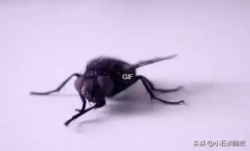 苍蝇杀灭_有什么好灭苍蝇_把苍蝇消灭虫子