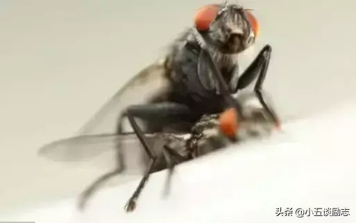 有什么好灭苍蝇_把苍蝇消灭虫子_苍蝇杀灭