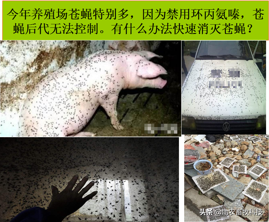 苍蝇全部消灭后会有什么影响_有什么好灭苍蝇_苍蝇灭