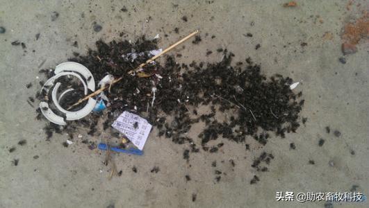 苍蝇全部消灭后会有什么影响_苍蝇灭_有什么好灭苍蝇