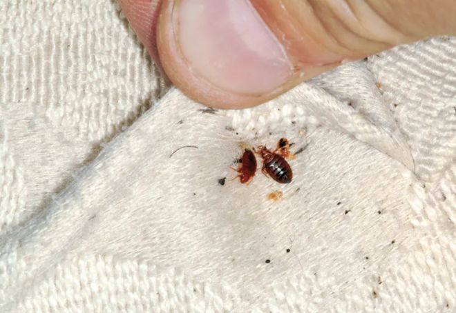 喷雾杀虫剂能杀死臭虫吗_灭臭虫喷雾剂_剂喷雾灭臭虫多久见效