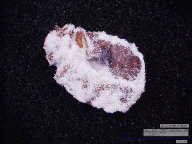 剂喷雾灭臭虫多久见效_灭臭虫喷雾剂_喷雾杀虫剂能杀死臭虫吗