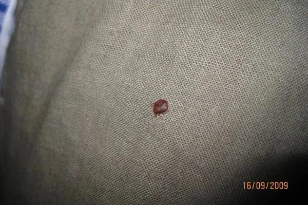 慎点!可随衣服行李传播!多国爆发床虱危机,已传入亚洲