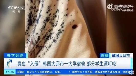 慎点!可随衣服行李传播!多国爆发床虱危机,已传入亚洲