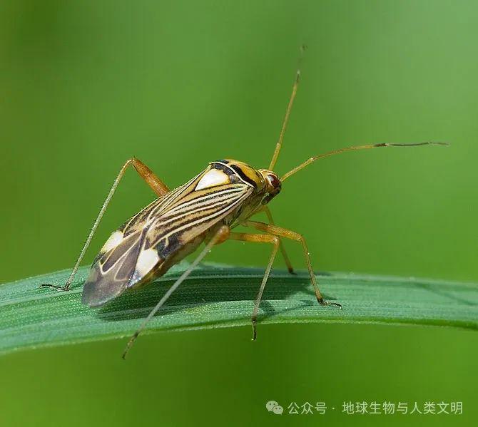 小型臭虫_小型臭虫怎么消灭_小的臭虫