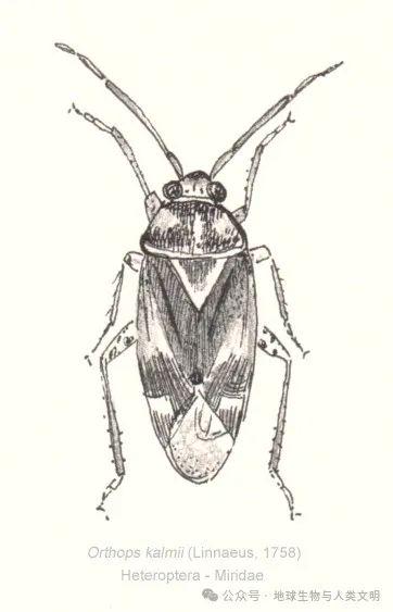 小型臭虫_小型臭虫怎么消灭_小的臭虫