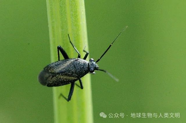 小型臭虫怎么消灭_小的臭虫_小型臭虫