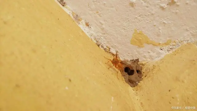 防治别墅装修白蚁的措施_防治别墅装修白蚁的方法_别墅装修如何防治白蚁