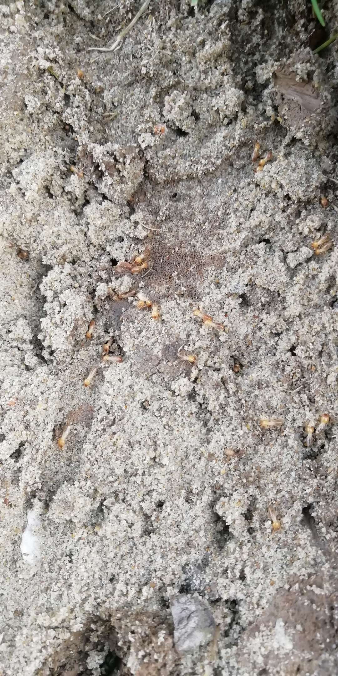 白蚁灭了还会反复吗_灭白蚁一年后又发现白蚁怎么办_白蚁消杀后还会有吗
