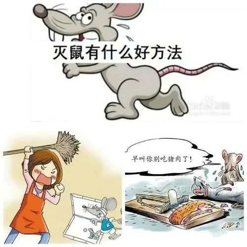 灭老鼠秘方_灭老鼠绝招_灭老鼠最有效的方法有哪些