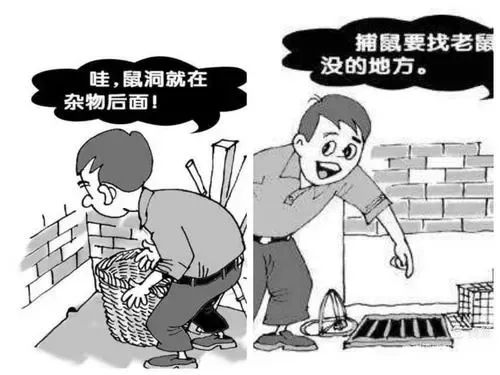 灭老鼠绝招_灭老鼠最有效的方法有哪些_灭老鼠秘方